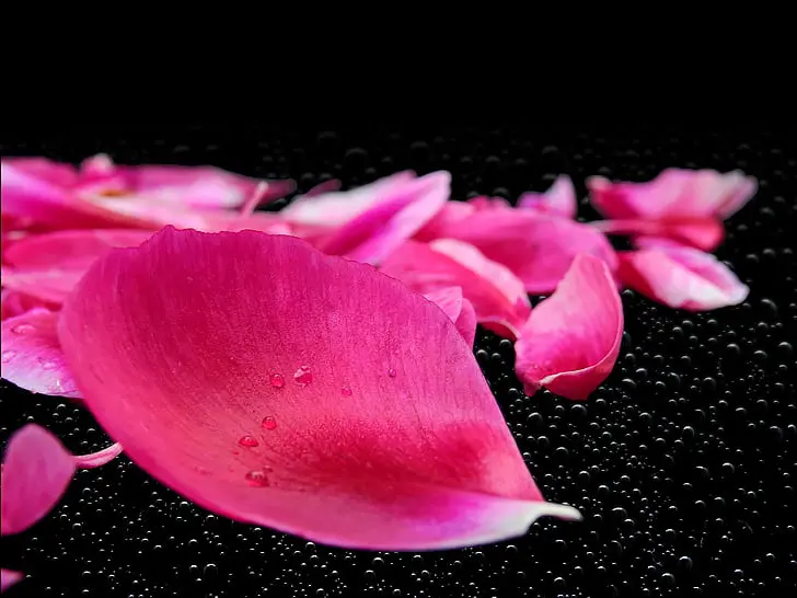 Deep pink rose petals with droplets on a dark surface